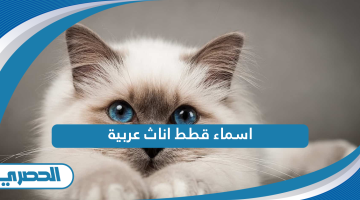 اسماء قطط اناث عربية